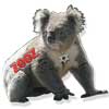 koala2-sm